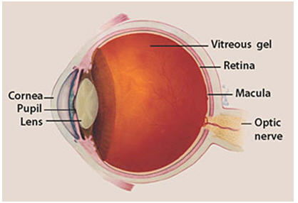 Image showing anatomy of the eye, including optic nerve
